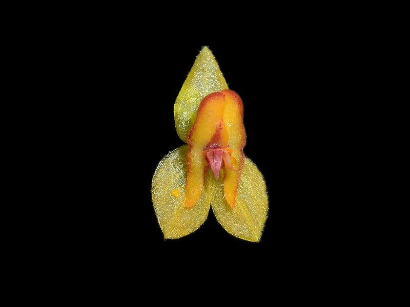 Lepanthes deformis