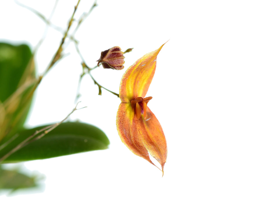 Lepanthes delhierroi