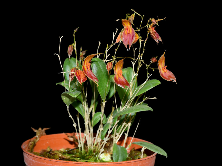 Lepanthes delhierroi