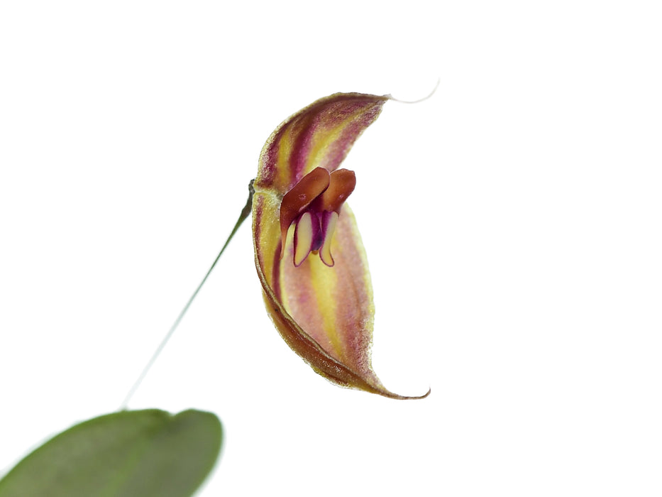 Lepanthes delhierroi