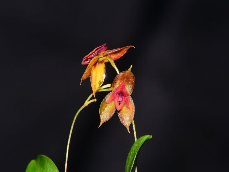 Lepanthes delhierroi x Lepanthes domingensis