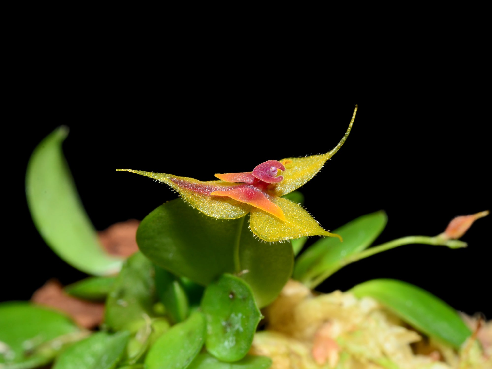Lepanthes desmondleeana — Ecuagenera Orquídeas del Ecuador