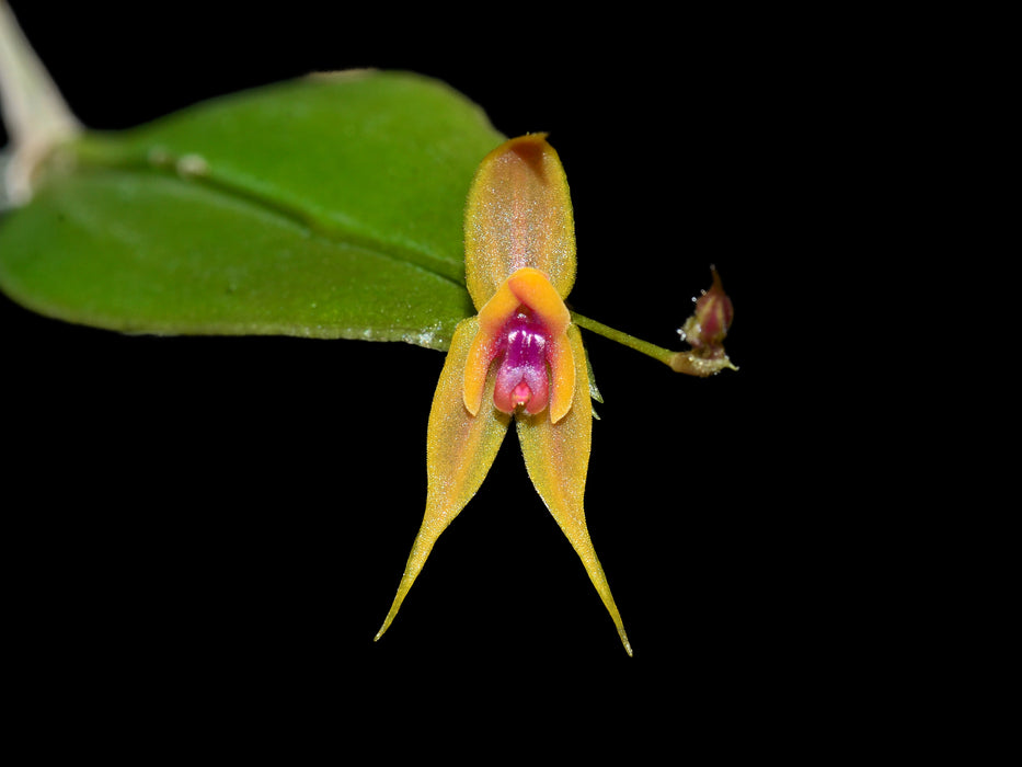 Lepanthes desmondleeana