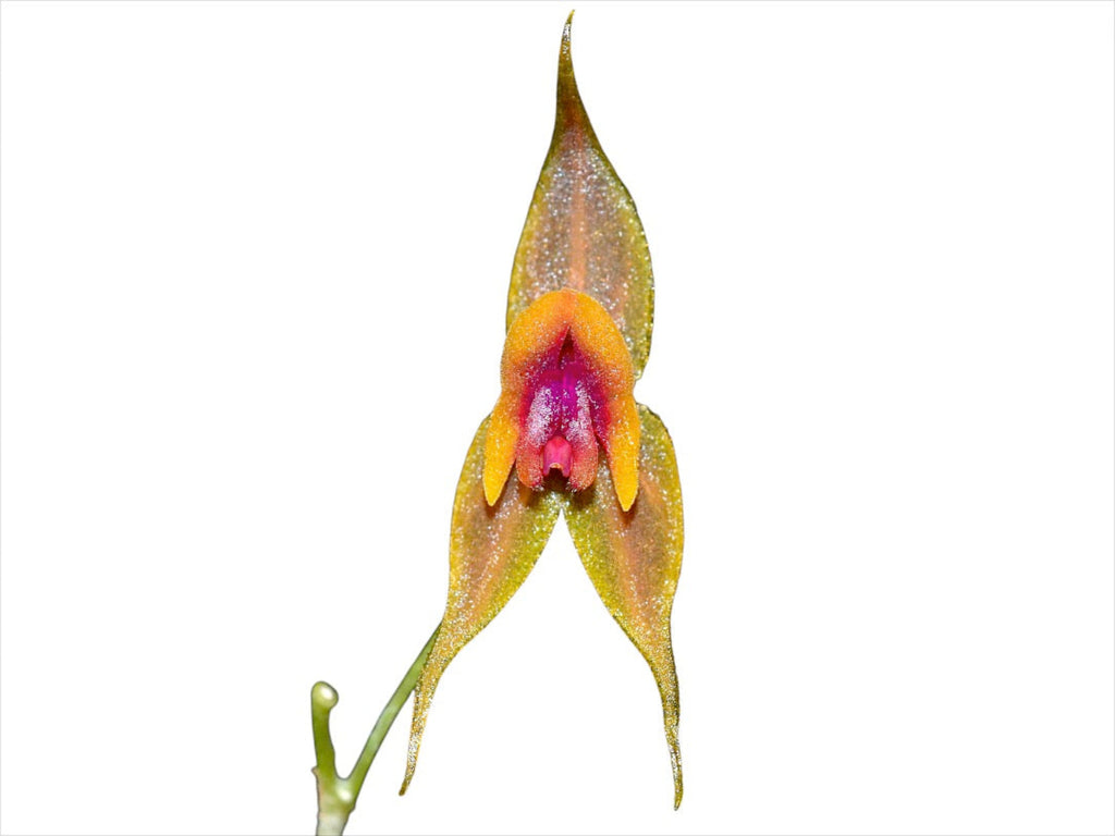 Lepanthes desmondleeana — Ecuagenera Orquídeas del Ecuador