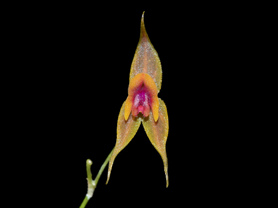 Lepanthes desmondleeana