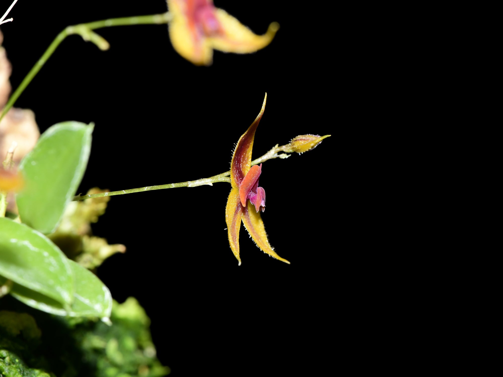 Lepanthes desmondleeana — Ecuagenera Orquídeas del Ecuador