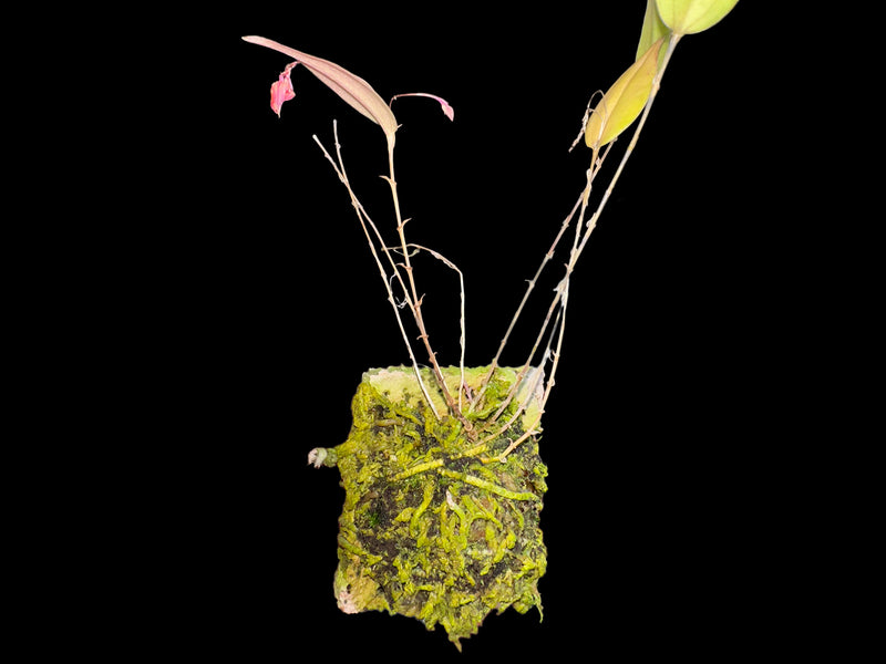 Lepanthes diabolica Yellow x Red