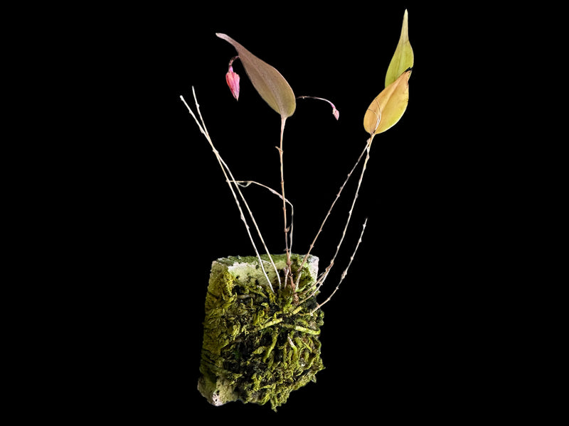 Lepanthes diabolica Yellow x Red