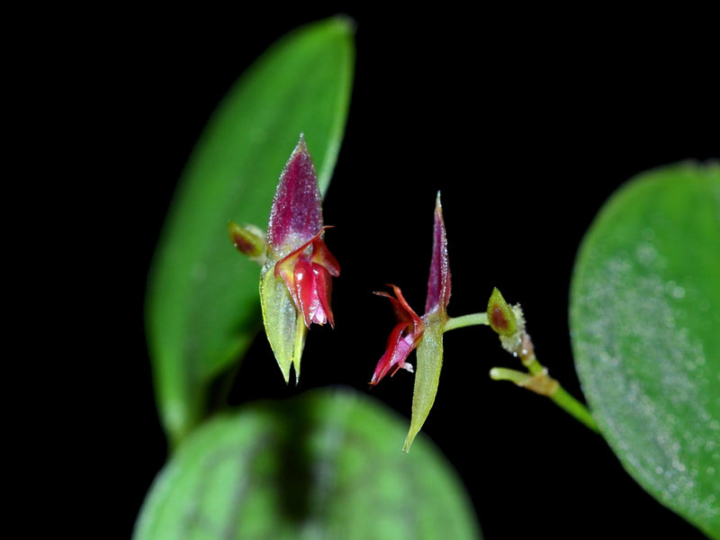 Lepanthes dictydion