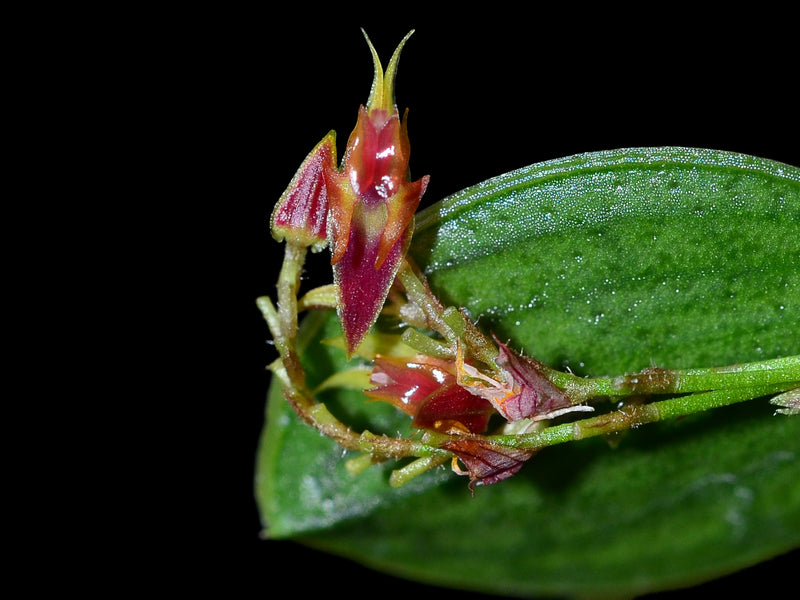 Lepanthes dictydion