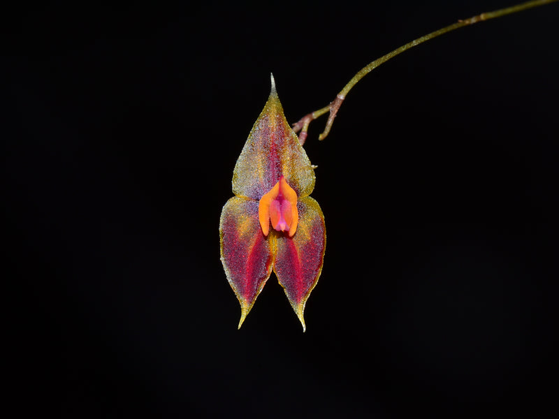 Lepanthes discolor