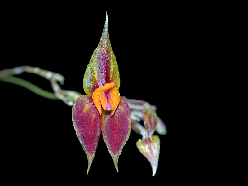 Lepanthes discolor