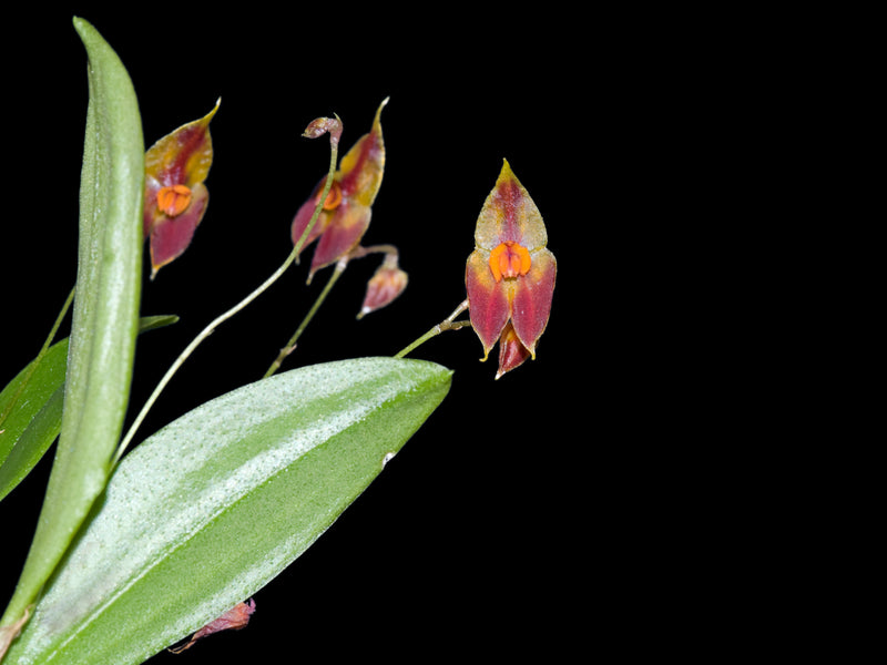 Lepanthes discolor