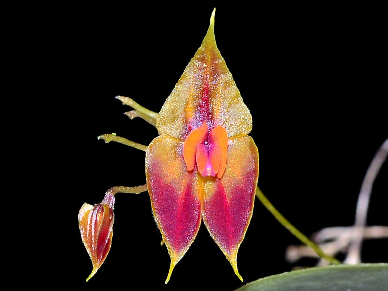 Lepanthes discolor
