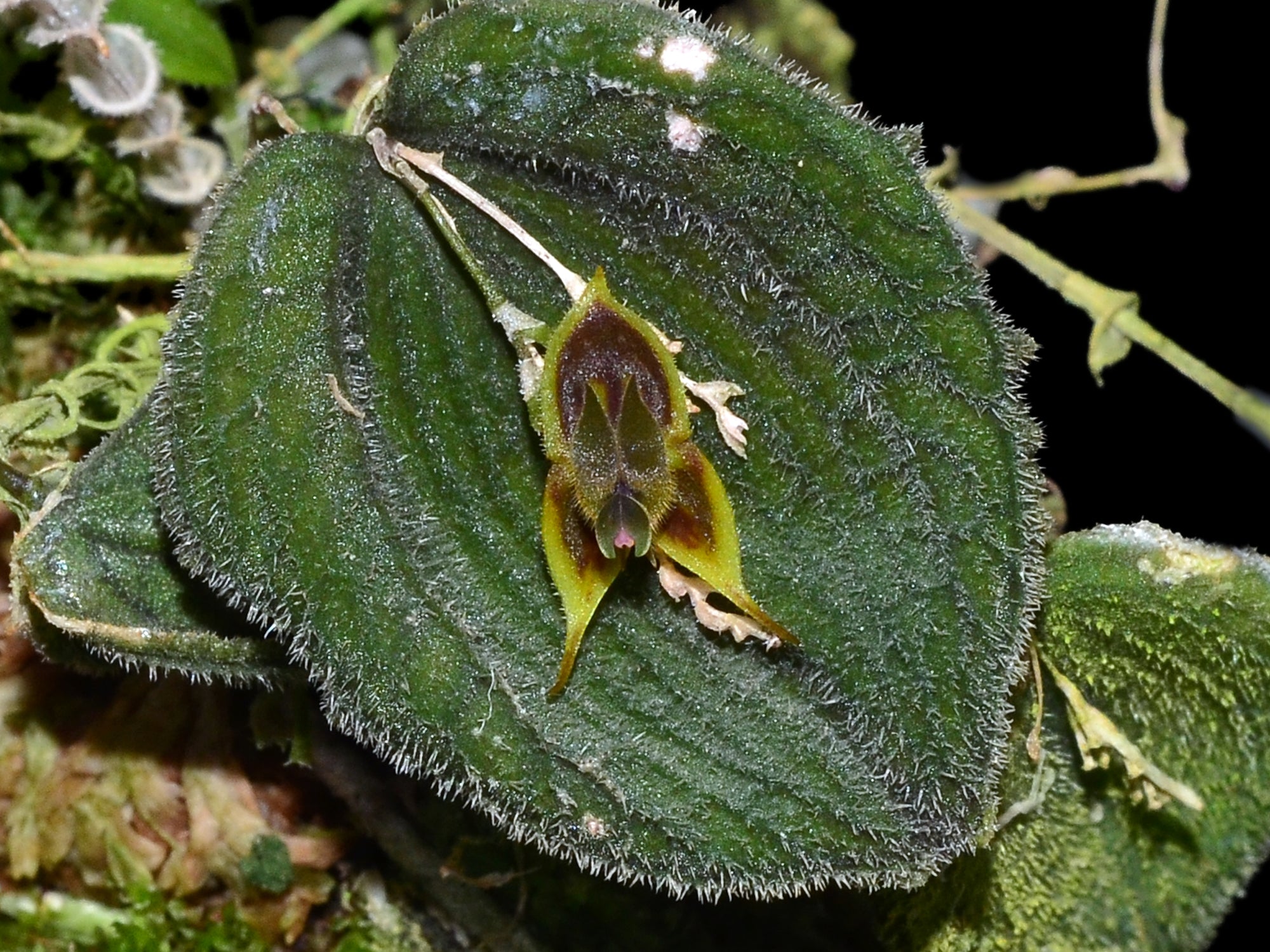 Lepanthes dodsonii – Intermediate-Warm Miniature Species Orchid