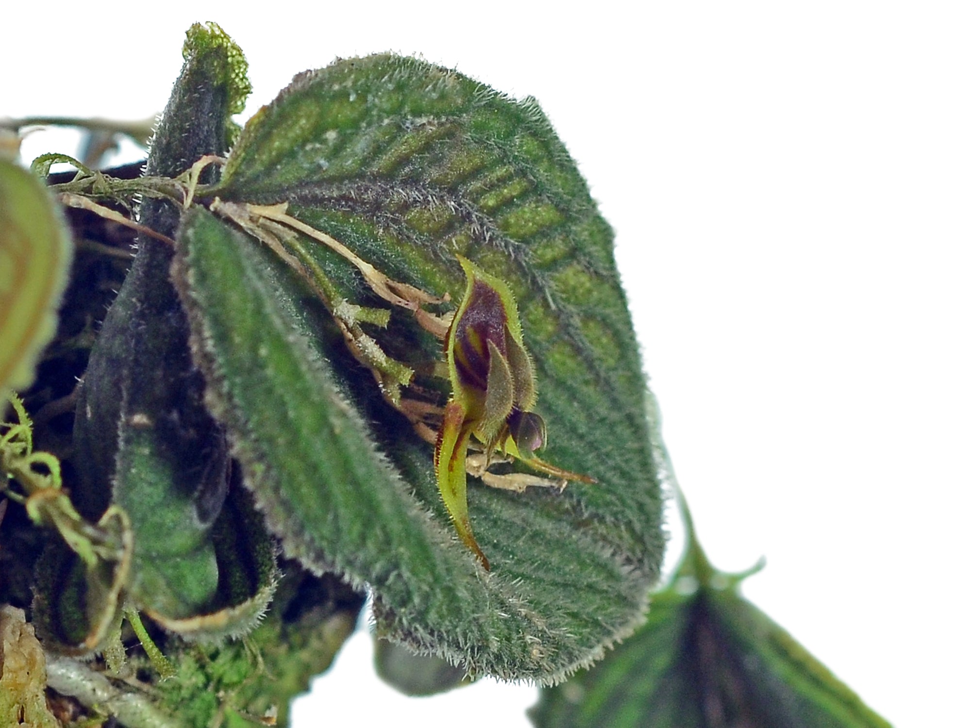Lepanthes dodsonii