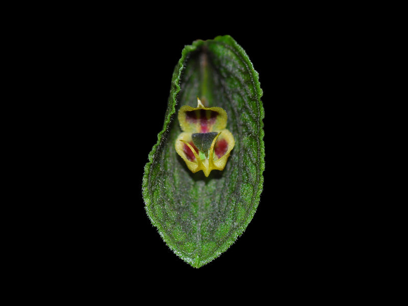 Lepanthes dodsonii