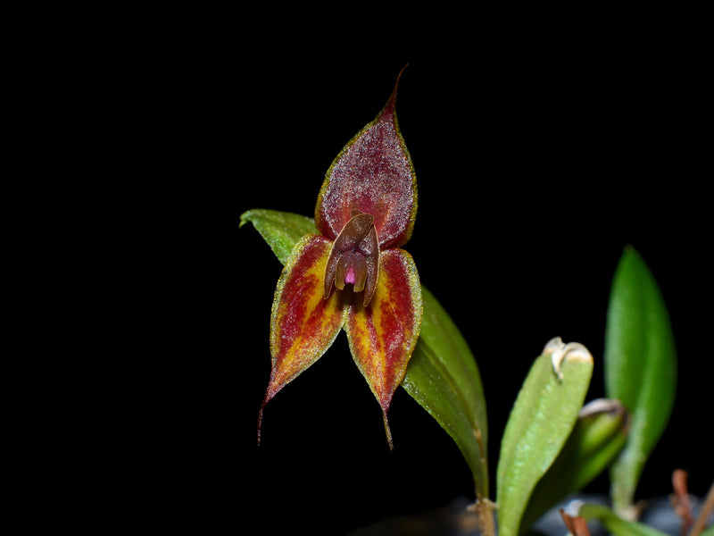 Lepanthes dodsonii x Lths. helgae