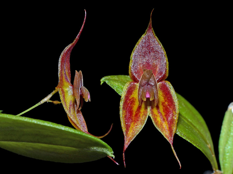 Lepanthes dodsonii x Lths. helgae