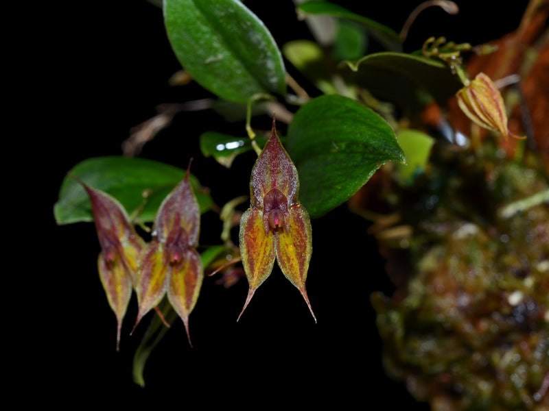 Lepanthes dodsonii x Lths. helgae