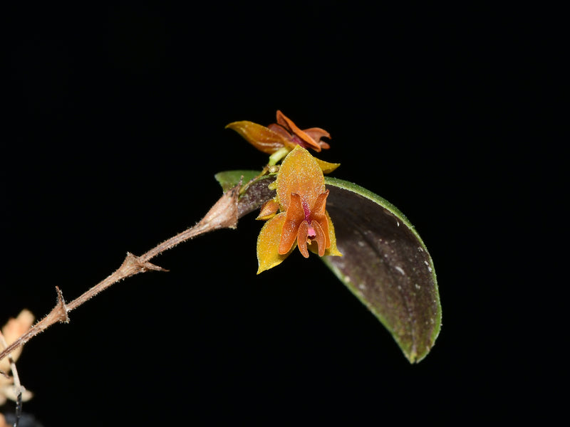 Lepanthes dodsonii x Lepanthes domingensis
