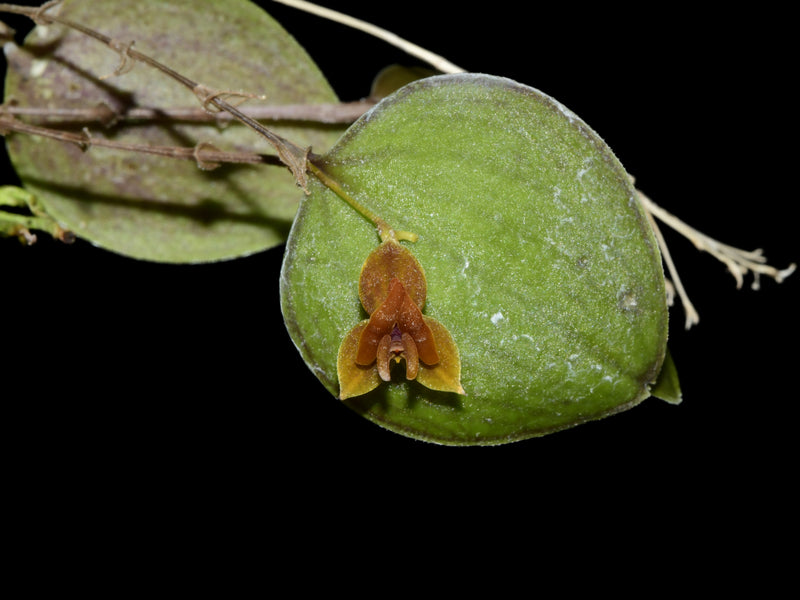 Lepanthes dodsonii x Lepanthes domingensis