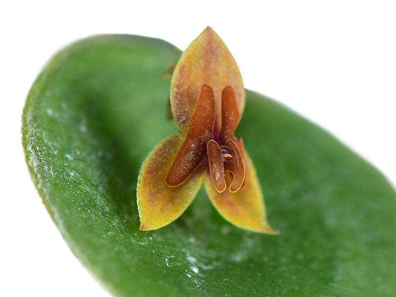 Lepanthes dodsonii x Lepanthes domingensis