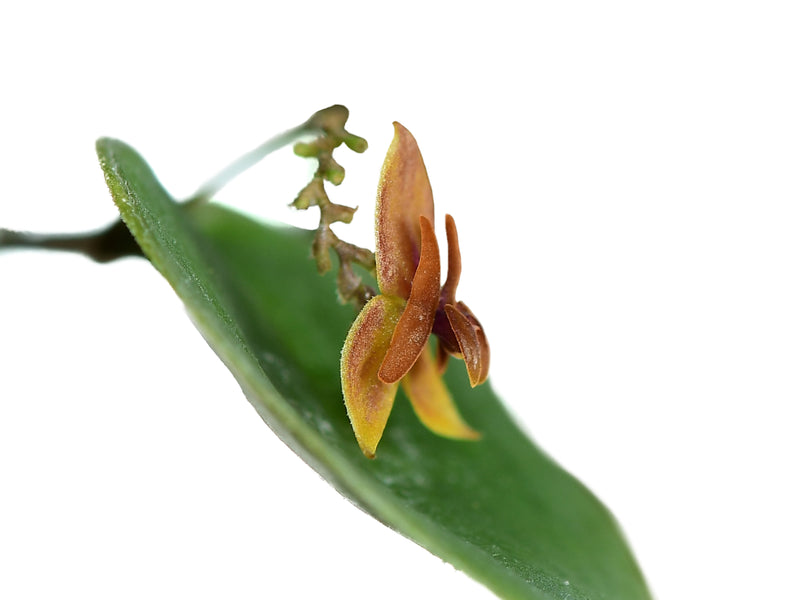 Lepanthes dodsonii x Lepanthes domingensis
