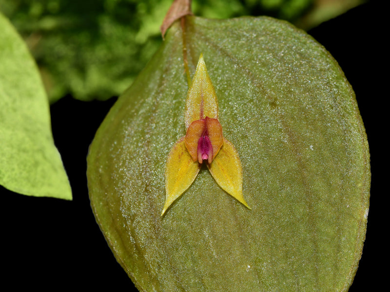 Lepanthes dodsonii x Lepanthes helicocephala