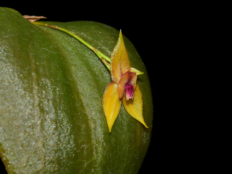 Lepanthes dodsonii x Lepanthes helicocephala