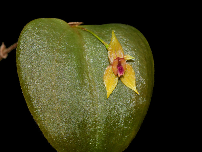 Lepanthes dodsonii x Lepanthes helicocephala
