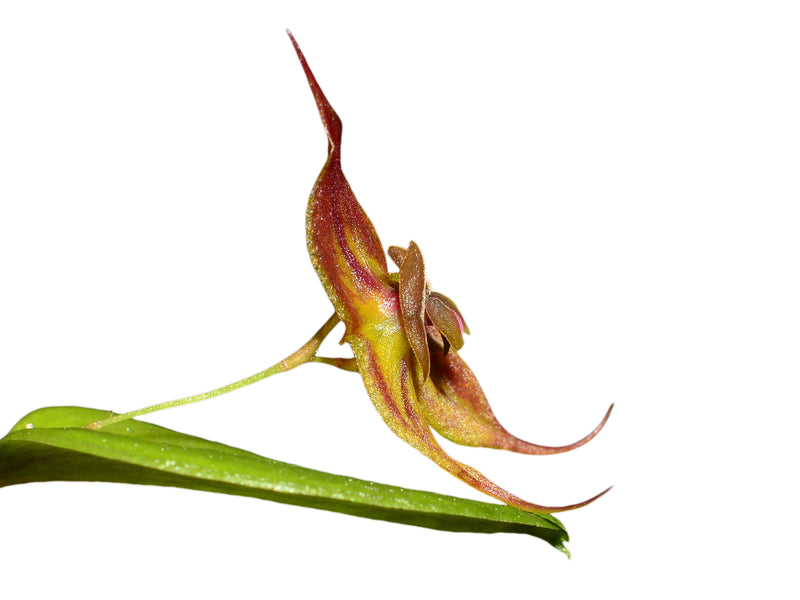 Lepanthes dodsonii x Lths. helgae