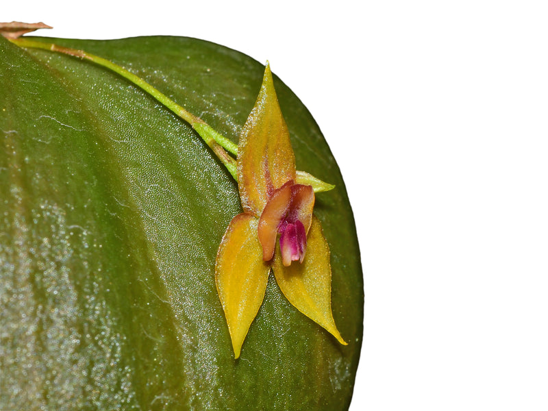 Lepanthes dodsonii x Lepanthes helicocephala