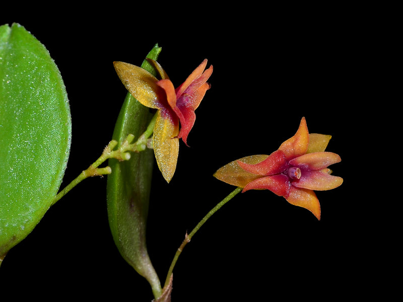 Lepanthes domingensis