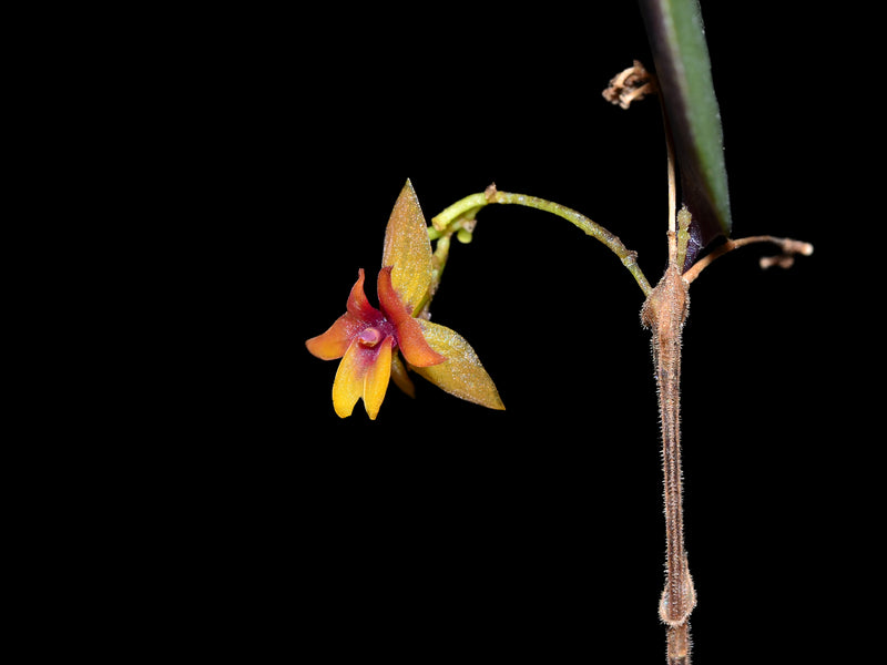 Lepanthes domingensis