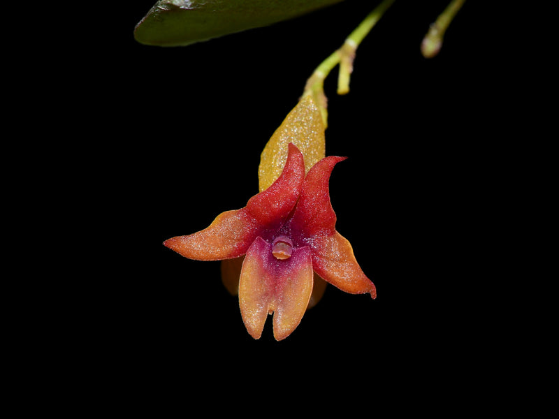 Lepanthes domingensis