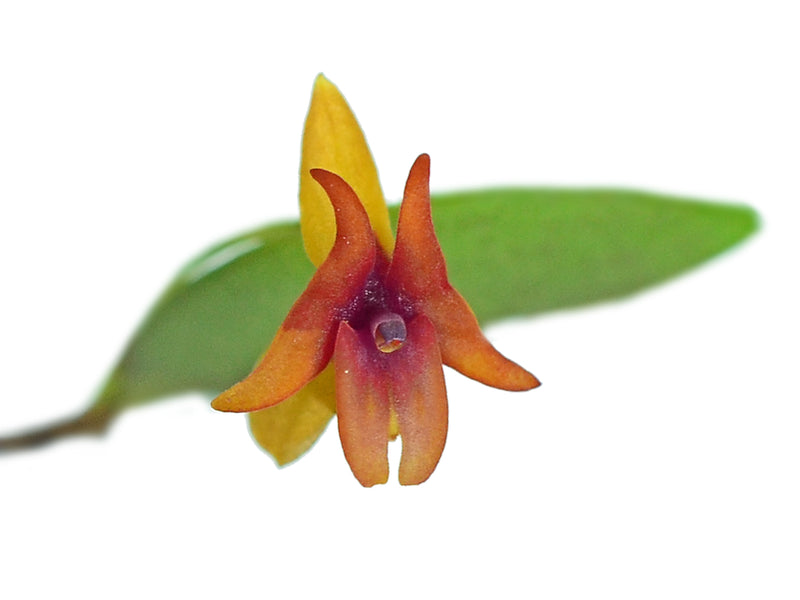 Lepanthes domingensis
