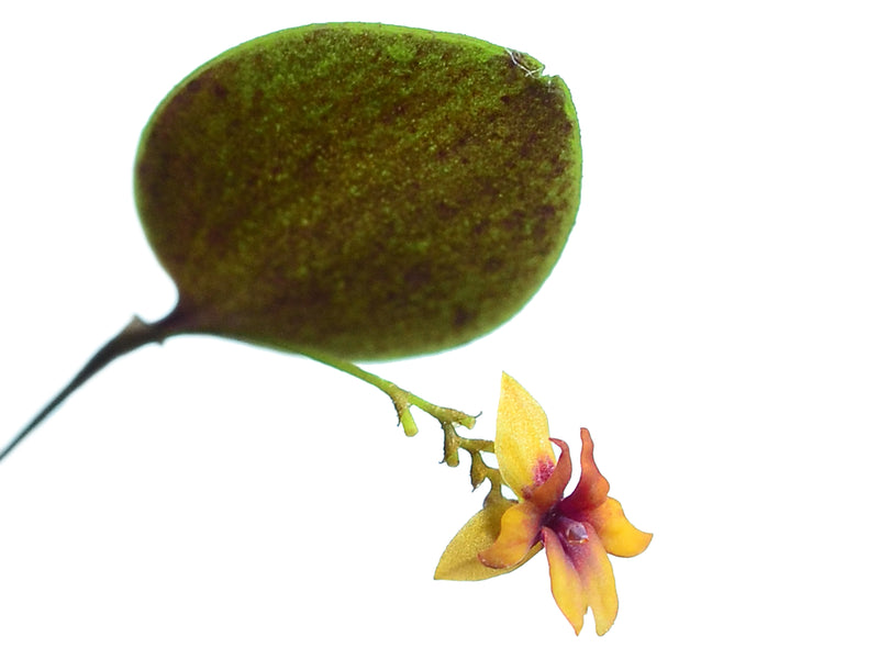 Lepanthes domingensis