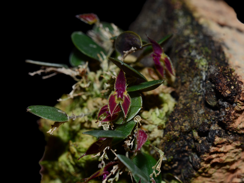 Lepanthes doucettei