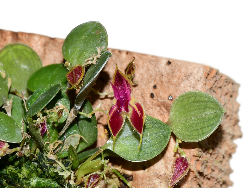 Lepanthes doucettei
