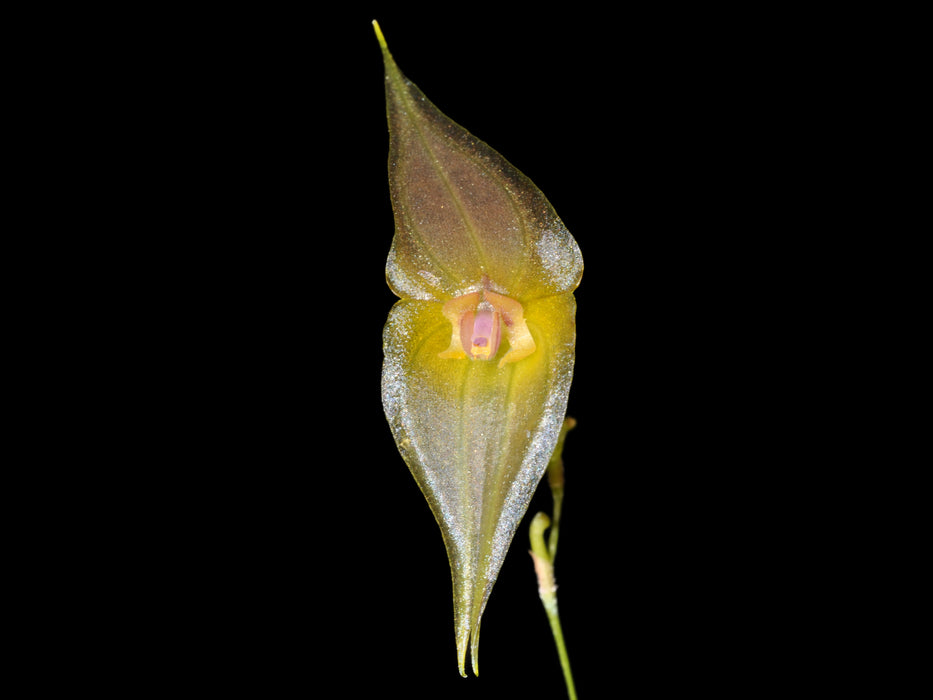 Lepanthes echo