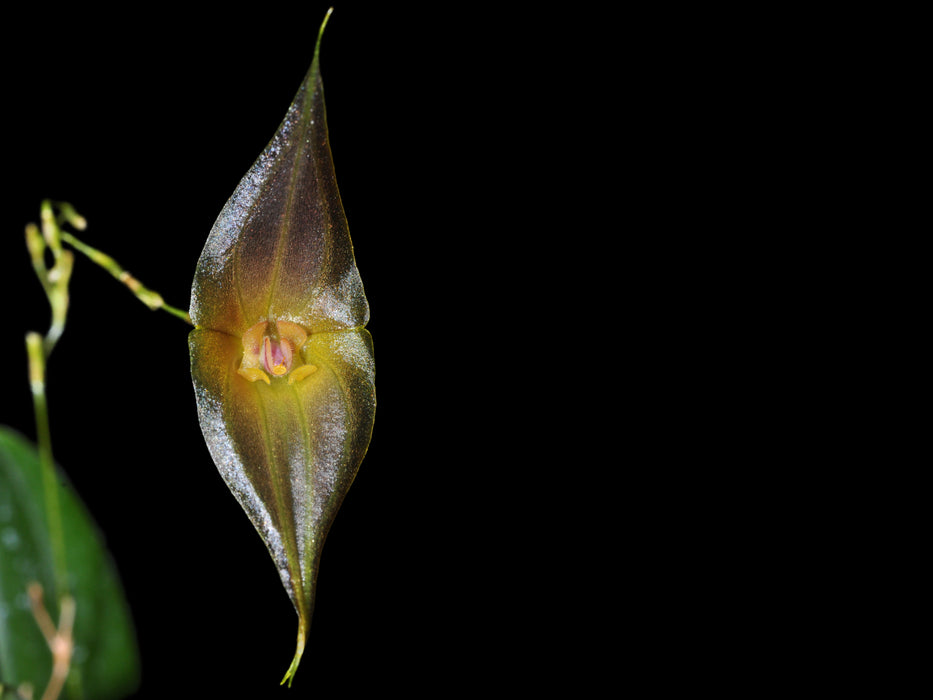 Lepanthes echo