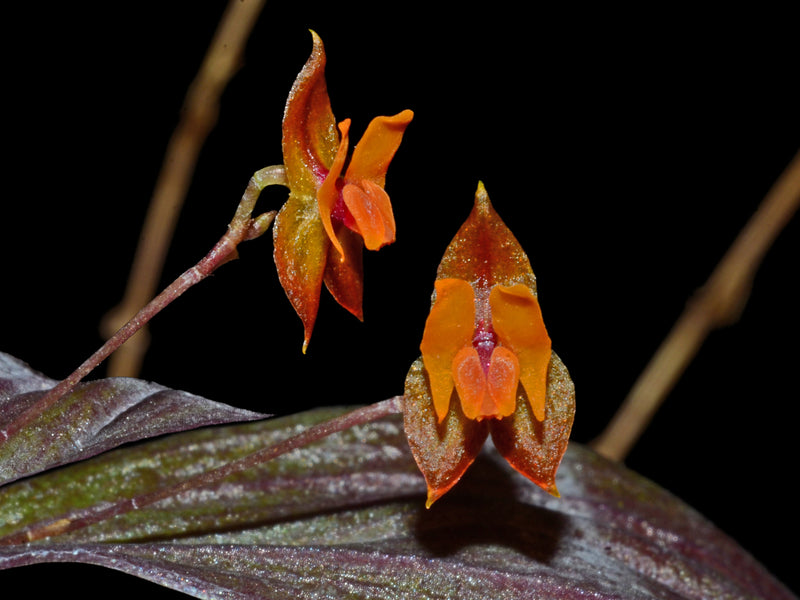 Lepanthes eciliata