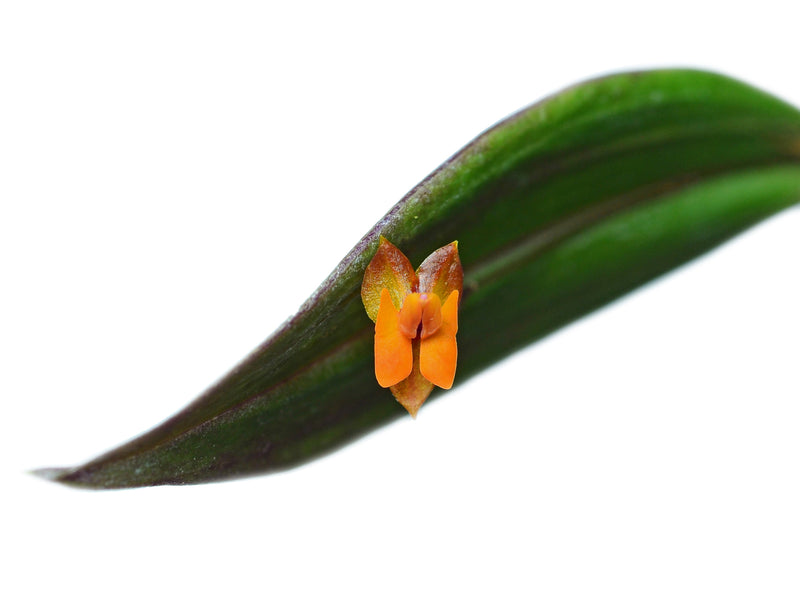 Lepanthes eciliata
