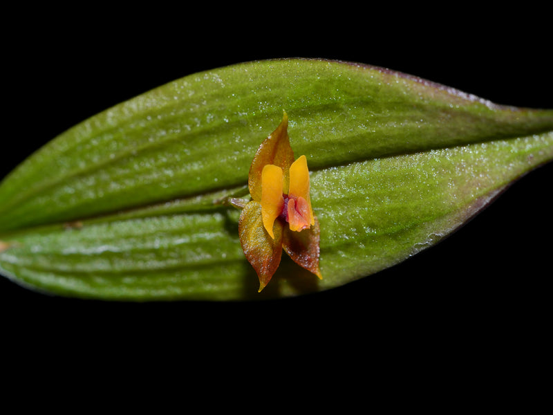 Lepanthes eciliata