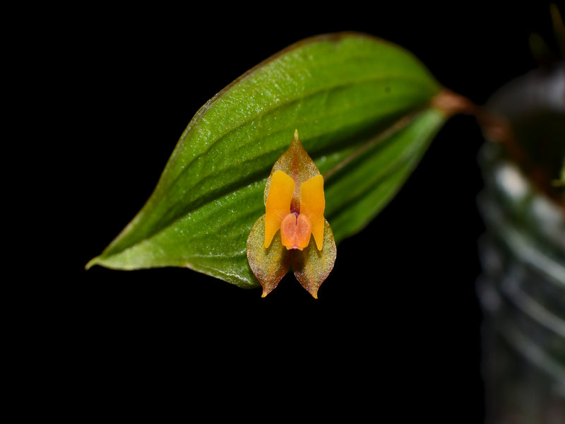 Lepanthes eciliata