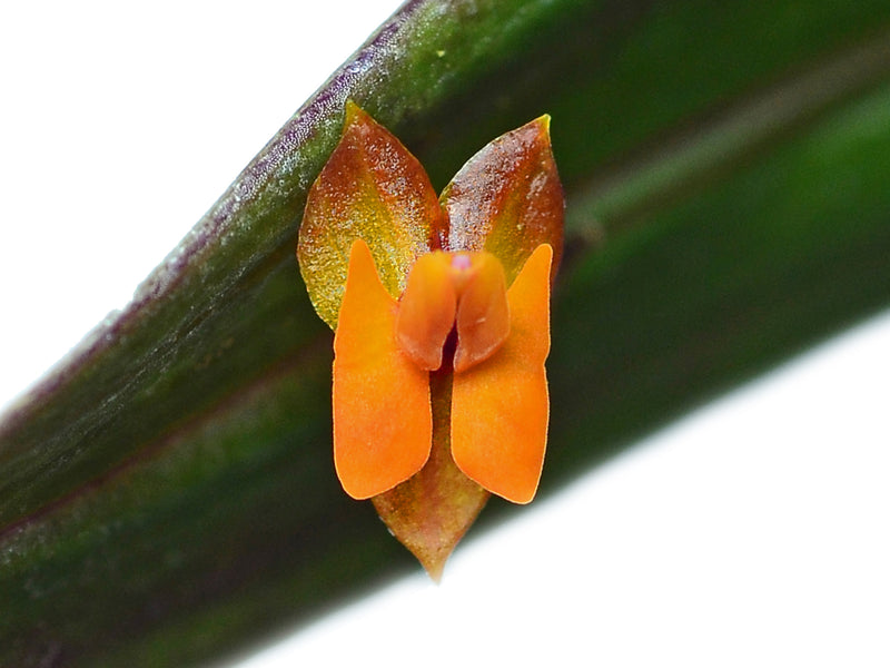 Lepanthes eciliata