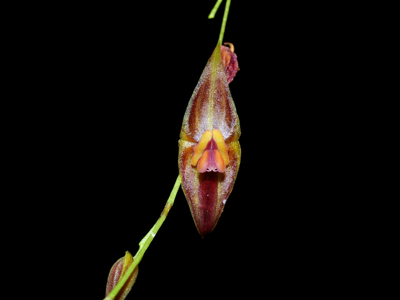 Lepanthes effusa