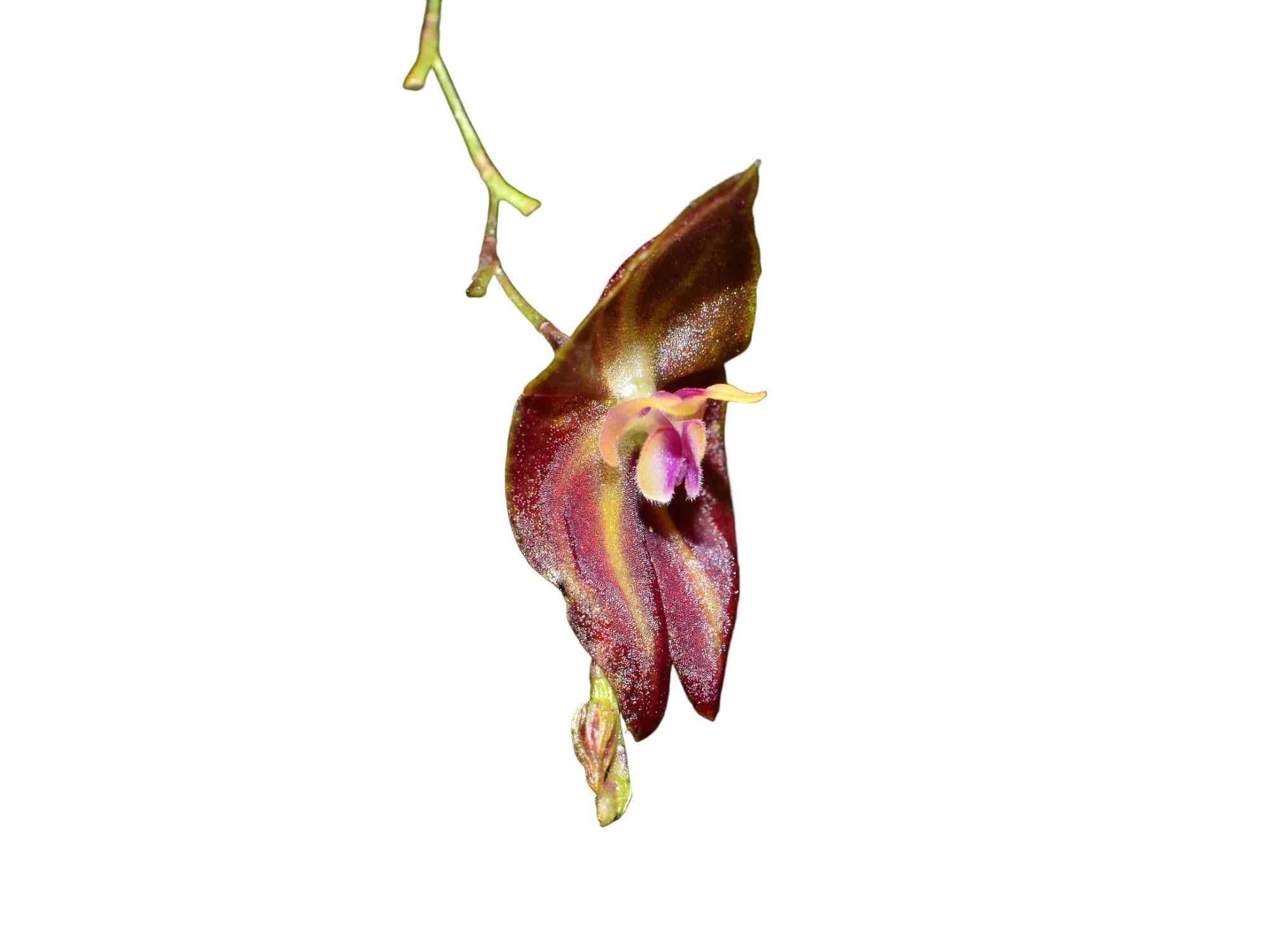 Lepanthes effusa