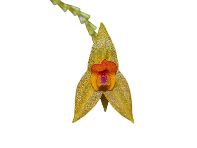 Lepanthes elata